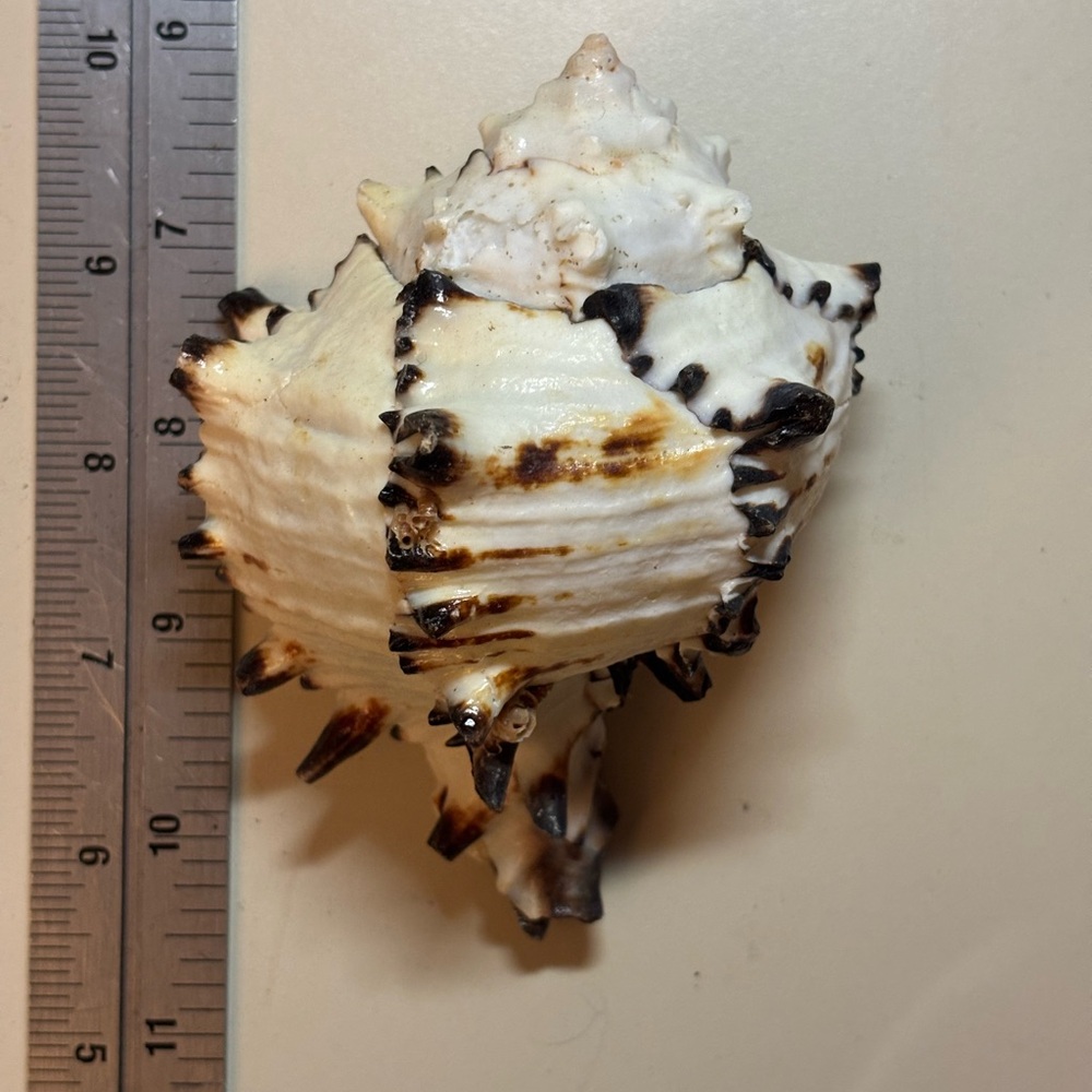 REAL!!! Unique Black and Cream Murex Seashell